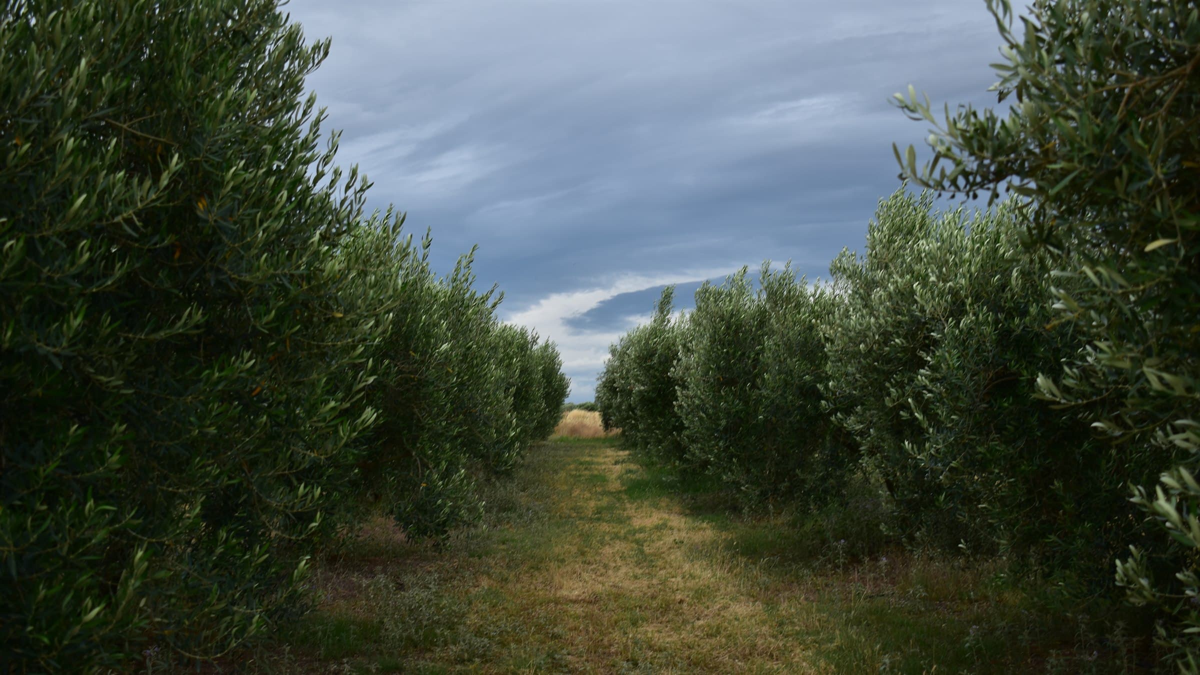OLETHRA Single Estate olive grove in Chalkidiki